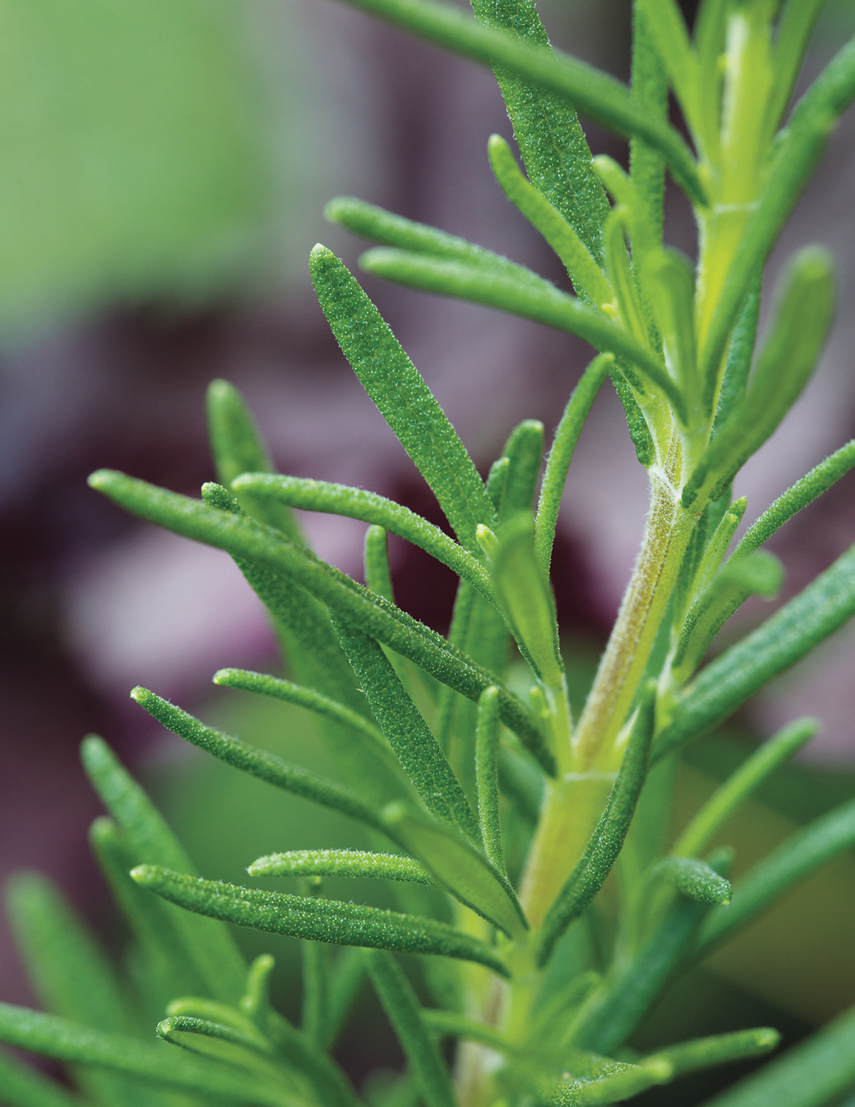 Rosemary Pesto Recipe - Mother Earth Living